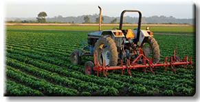 agriculture cropped panoramic-u9678